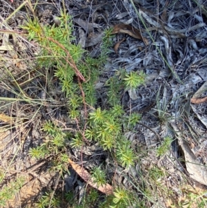 Pultenaea subspicata at Mount Gray Recreation Reserve, Goulburn - 30 Mar 2024 02:56 PM