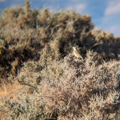 Anthus australis (Australian Pipit) at Australian Arid Lands Botanic Garden - 27 May 2024 by Darcy