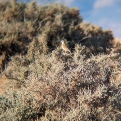 Anthus australis at Port Augusta West, SA - 27 May 2024