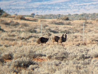 Dromaius novaehollandiae (Emu) at Port Augusta West, SA - 27 May 2024 by Darcy