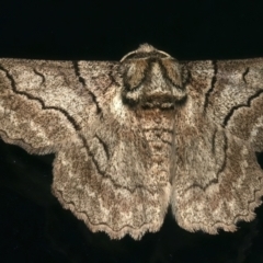 Hypobapta tachyhalotaria (Varied Grey) at Rosedale, NSW - 9 Jun 2024 by jb2602