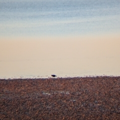 Haematopus fuliginosus (Sooty Oystercatcher) at Whyalla, SA - 27 May 2024 by Darcy