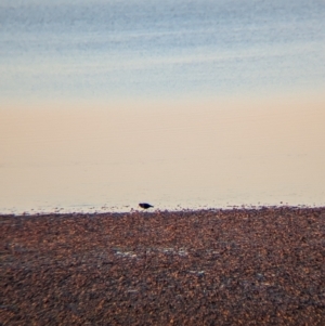 Haematopus fuliginosus at Whyalla, SA - suppressed