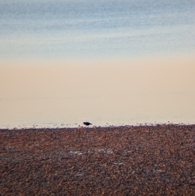 Haematopus fuliginosus (Sooty Oystercatcher) at Whyalla, SA - 27 May 2024 by Darcy