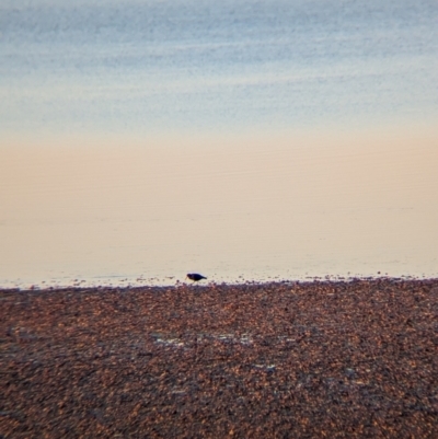 Haematopus fuliginosus (Sooty Oystercatcher) at Whyalla, SA - 28 May 2024 by Darcy