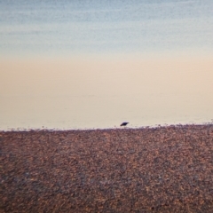 Haematopus fuliginosus at Whyalla, SA - suppressed