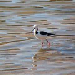 Himantopus leucocephalus at Whyalla Playford, SA - 28 May 2024 by Darcy