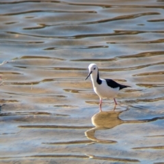 Himantopus leucocephalus at Whyalla Playford, SA - 28 May 2024