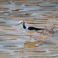 Himantopus leucocephalus at Whyalla Playford, SA - 28 May 2024