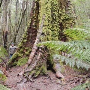 Eucalyptus regnans at Mount Field National Park - 20 Aug 2018