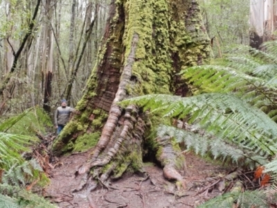 Eucalyptus regnans (Mountain Ash or Swamp Gum (Tas)) at Mount Field National Park - 20 Aug 2018 by Steve818