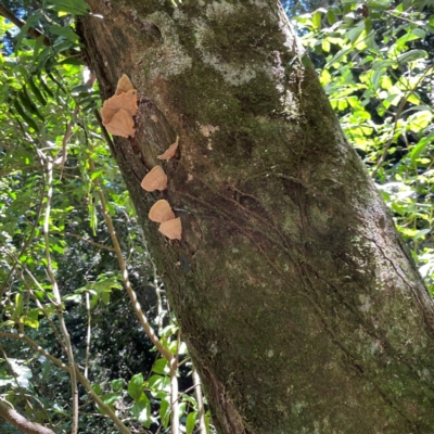 Unidentified Pored or somewhat maze-like on underside [bracket polypores] at O'Reilly, QLD - 11 Jun 2024 by Hejor1