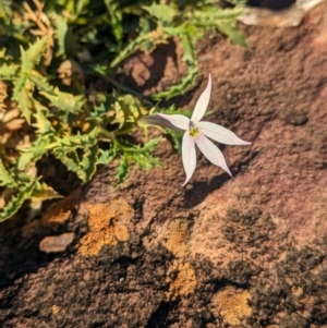 Isotoma petraea at Whyalla Barson, SA - 28 May 2024 03:08 PM