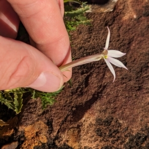 Isotoma petraea at Whyalla Barson, SA - 28 May 2024 03:08 PM