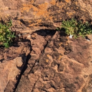 Isotoma petraea at Whyalla Barson, SA - 28 May 2024 03:08 PM