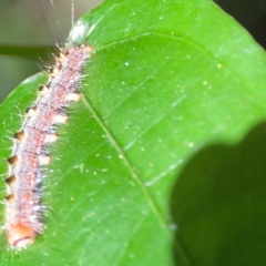 Lepidoptera unclassified IMMATURE moth at O'Reilly, QLD - 11 Jun 2024 by Hejor1