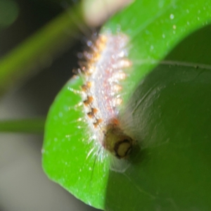 Lepidoptera unclassified IMMATURE at O'Reilly, QLD - 11 Jun 2024 10:33 AM