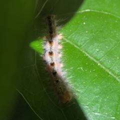 Lepidoptera unclassified IMMATURE at O'Reilly, QLD - 11 Jun 2024 10:33 AM