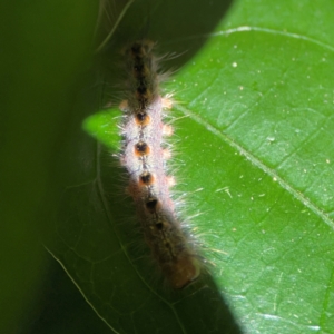 Lepidoptera unclassified IMMATURE at O'Reilly, QLD - 11 Jun 2024 10:33 AM