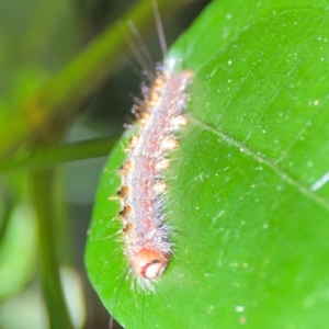 Lepidoptera unclassified IMMATURE at O'Reilly, QLD - 11 Jun 2024 10:33 AM