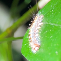 Lepidoptera unclassified IMMATURE at O'Reilly, QLD - 11 Jun 2024 10:33 AM