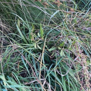 Rumex brownii at Garran, ACT - 31 Mar 2024