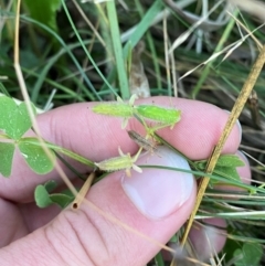 Oxalis thompsoniae (Fluffy-fruit Wood-sorrel) at Garran, ACT - 31 Mar 2024 by Tapirlord