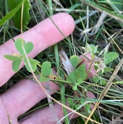 Oxalis thompsoniae at Garran, ACT - 31 Mar 2024 06:41 PM