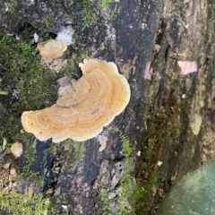 Unidentified Pored or somewhat maze-like on underside [bracket polypores] at O'Reilly, QLD - 11 Jun 2024 by Hejor1