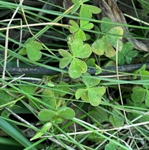 Oxalis perennans at Garran, ACT - 31 Mar 2024