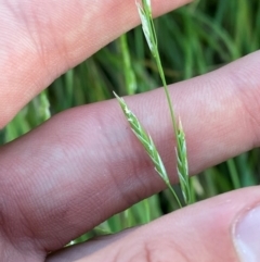 Glyceria australis at Garran, ACT - 31 Mar 2024 06:32 PM