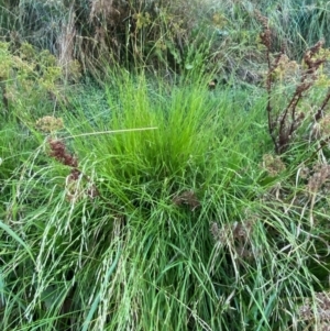 Glyceria australis at Garran, ACT - 31 Mar 2024