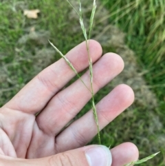 Glyceria australis at Garran, ACT - 31 Mar 2024 06:32 PM