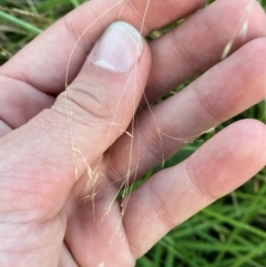 Lachnagrostis filiformis (Blown Grass) at Garran, ACT - 31 Mar 2024 by Tapirlord