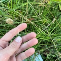 Lachnagrostis filiformis at Garran, ACT - 31 Mar 2024