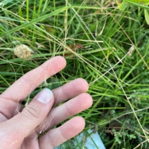 Lachnagrostis filiformis at Garran, ACT - 31 Mar 2024