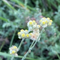 Pseudognaphalium luteoalbum (Jersey Cudweed) at Garran, ACT - 31 Mar 2024 by Tapirlord