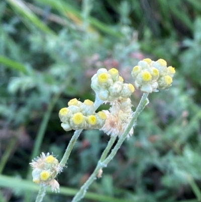 Pseudognaphalium luteoalbum (Jersey Cudweed) at Garran, ACT - 31 Mar 2024 by Tapirlord