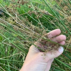 Juncus sarophorus (Broom Rush) at Garran, ACT - 31 Mar 2024 by Tapirlord