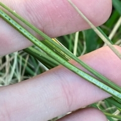 Juncus sarophorus at Garran, ACT - 31 Mar 2024