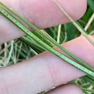 Juncus sarophorus at Garran, ACT - 31 Mar 2024 06:23 PM