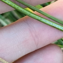 Juncus sarophorus at Garran, ACT - 31 Mar 2024