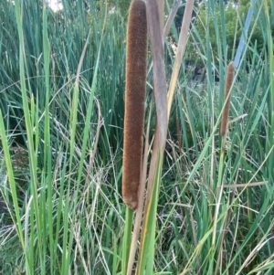 Typha orientalis at Garran, ACT - 31 Mar 2024 06:22 PM