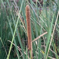 Typha orientalis at Garran, ACT - 31 Mar 2024