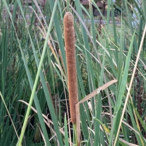 Typha orientalis at Garran, ACT - 31 Mar 2024