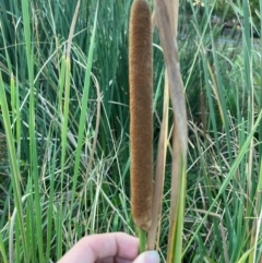 Typha orientalis at Garran, ACT - 31 Mar 2024