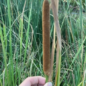 Typha orientalis at Garran, ACT - 31 Mar 2024 06:22 PM