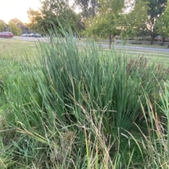 Typha orientalis at Garran, ACT - 31 Mar 2024