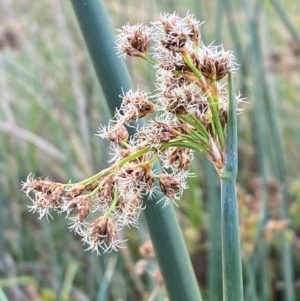 Schoenoplectus validus at Garran, ACT - 31 Mar 2024