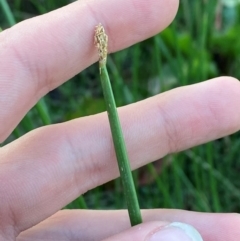 Eleocharis acuta (Common Spike-rush) at Garran, ACT - 31 Mar 2024 by Tapirlord